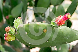 Red flower on top of Green Cactus in the park background