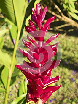 Red flower, Tortuguero