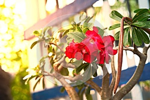 Red flower on tree woth sun light in garden background in morning concept