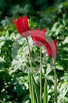 Red flower, tulip, Liliaceae