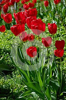 Red flower, tulip, Liliaceae