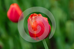 Red flower of tulip sort Annie Schilder.