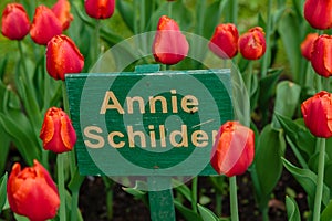 Red flower of tulip sort Annie Schilder. photo