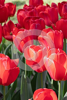 Red. Flower. Tulips. Nature. Garden. Flora