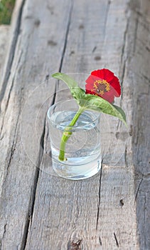 Red flower in the tumbler with water