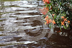 Red flower under water