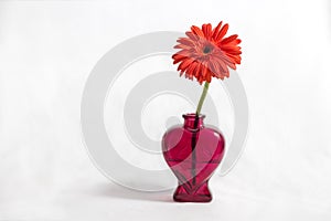 Red flower in a vase with heart shape photo
