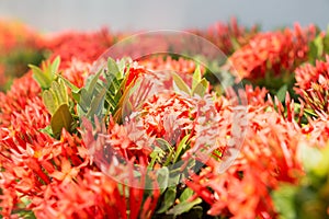 Red flower view background