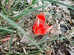 Red flower wallpaper