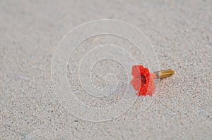 Red flower washed up on caribbean beach