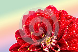 Red flower with water drops . macro. place for text