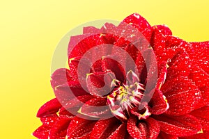 Red flower with water drops . macro. place for text