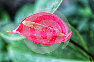 Red flower with water drops