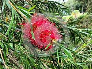 Red flower of weeping bottlebrush tree