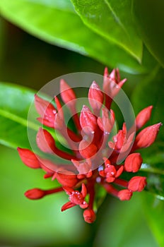 Red flower of West Indian Jasmine ( Ixora chinensis Lamk )