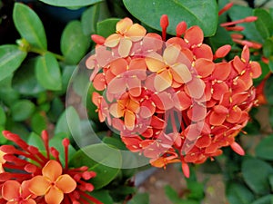 Red flower of West Indian Jasmine & x28; Ixora chinensis Lamk & x29;