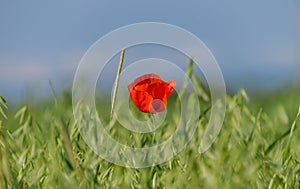 Red flower on a wheat green field