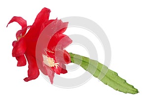 Red flower on white