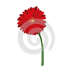 Red flower on white background. Natural elegance illustration design with blooming gerbera