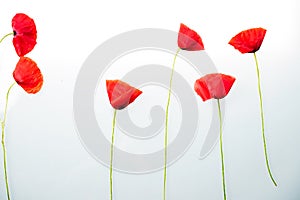 Red flower before white background