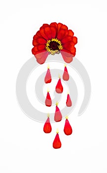 Red flower on a white isolated background depicts bleeding during the menstruation period, the petals like drops of blood. to