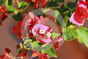Red flower with white pistil and green leaves on an orange background