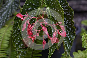 Red flower and white spots on the leaves of Angel Wing Begonia in the garden.