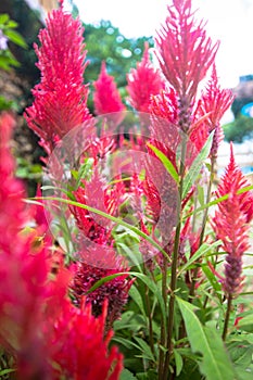 Red flower in the wild