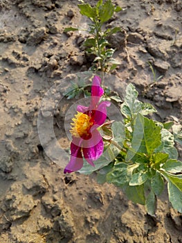 Red flower winter end