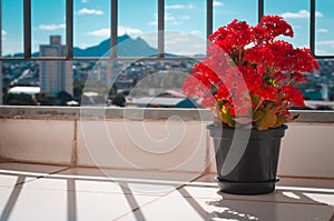 Red flower on the winter