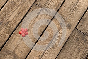 Red flower on the wooden floor.