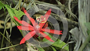 Red flower in Yasuni National Park, Amazon rainforest in Ecuador, South America.