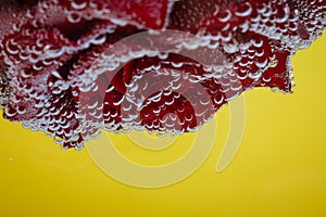 A red flower on a yellow background, under water in air bubbles.