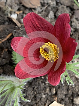 Red flower with a yellow center, pollen inside, macro photo of a flower, a plant with red petals