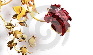 Red flower with yellow leaves on a white background