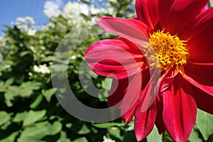 Red flower with yellow middle