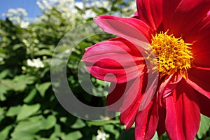 Red flower with yellow middle