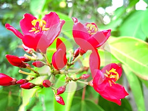 red flower with yellow pistil