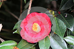 Red Flower With Yellow Stamen