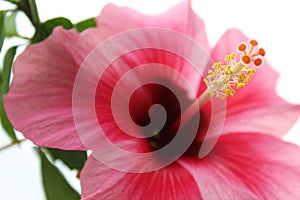 Red flower with yellow stamen and pistil