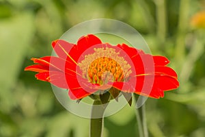 Red flower of Zinnia in garden