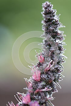 Red-flowered viper`s grass, Echium russicum, budding flower panicle