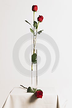 Purple flower in a studio