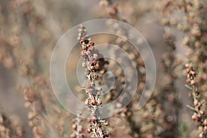 Artemisia Californica Bloom - Santa Monica Mtns - 121622