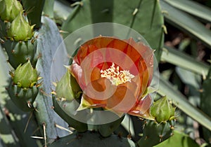 red flowering cactus