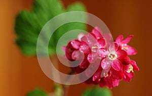 Red flowering currant