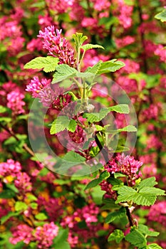 Red flowering currant, or Ribes sanguineum flowers in a garden