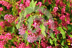 Red flowering currant, or Ribes sanguineum flowers in a garden