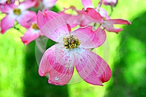 Red flowering dogwood