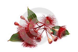 Red flowering Eucalyptus over white background